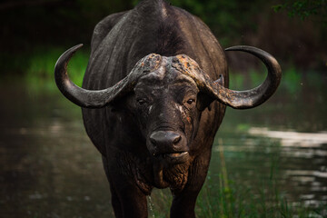 Large old water buffalo 