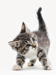 Obraz premium Playful kitten in a moment of curious exploration, white background.