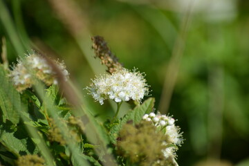 Zarte weiße Wildblumen-Kleine Wunder des Sommers