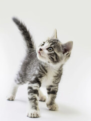 Obraz premium Playful kitten in a moment of curious exploration, white background.