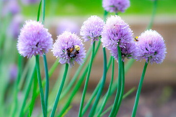 Fototapeta premium flowers in the garden