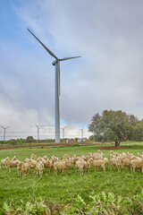 Flock of sheep grazing in green meadow behind a wire fence against wind turbines