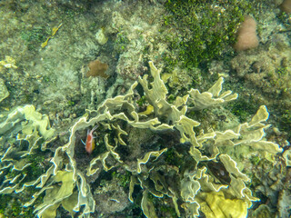 Hermoso explorar las profundidades del mar