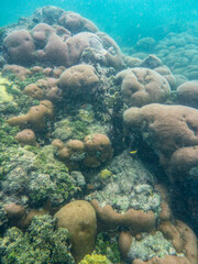 vertical corales mar vivir una aventura inolvidable