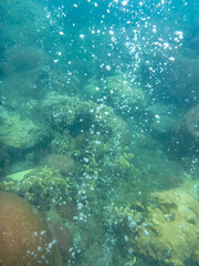 vertical burbujas mar fondo coralino