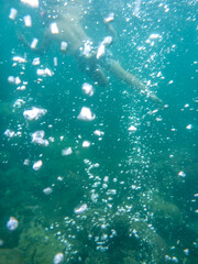 burbujas en el mar