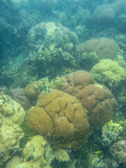 Corales en snorkeing colores verdes y azules isla fuete colombia