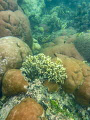 Snorkel desde playa corales 