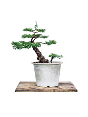 Phyllodium pulchellum in plastic pot used to create bonsai.
