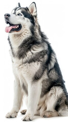 full body portrait of happy Alaskan Malamute Siberian Huskies dog sitting with mouth open and tongue hanging out isolated on white background