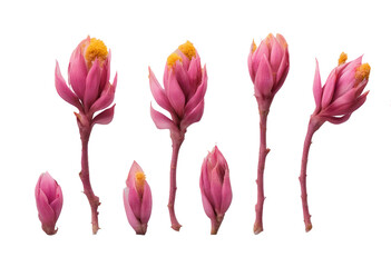 Set of exotic pink turmeric flower twigs isolated on transparent background