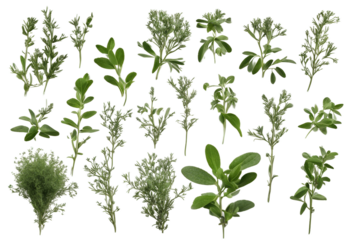 Set of healthy herbs elements Fresh thyme isolated on transparent background