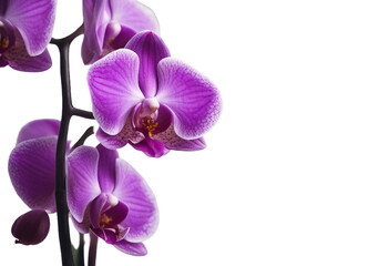 Fototapeta premium Tropical beautiful purple orchid flowers isolated on transparent background