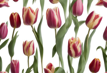 Tulip flowers isolated on transparent background