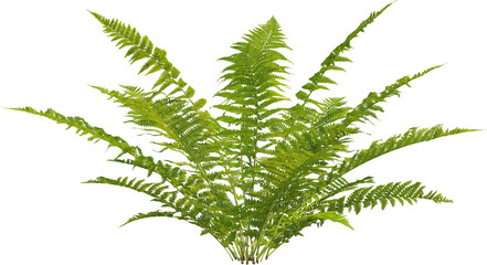 Side view of Lady Fern © Matheus