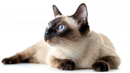 A beautiful Siamese cat with striking blue eyes lying down on a white background, showcasing its distinctive features and elegant posture.