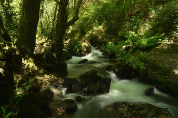 Forest with a river that passes through trees and rocks, fast current, mountain environment