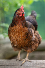 A young brown hen outside in the paddock.