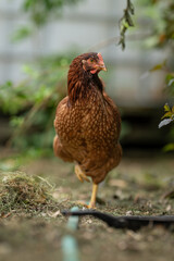 A young brown hen outside in the paddock.