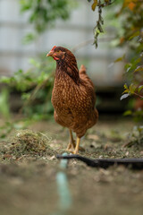 A young brown hen outside in the paddock.