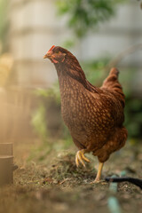 A young brown hen outside in the paddock.
