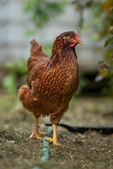 A young brown hen outside in the paddock.