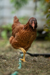 A young brown hen outside in the paddock.