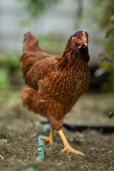 A young brown hen outside in the paddock.