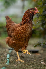A young brown hen outside in the paddock.