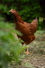 A young brown hen outside in the paddock.