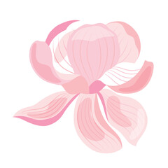 magnolia flowers isolated on white