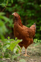 A young brown hen outside in the paddock.