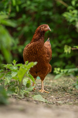 A young brown hen outside in the paddock.