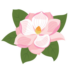 magnolia flowers isolated on white