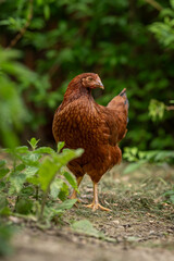 A young brown hen outside in the paddock.