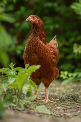 A young brown hen outside in the paddock.
