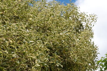 Ligustrum sinensis variegated,  ornamental tree, inflorescence of  Variegated Privet foliage