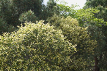 Ligustrum sinensis variegated,  ornamental tree, inflorescence of  Variegated Privet foliage