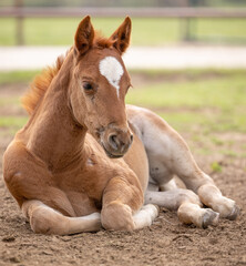 Baby horse foal quarter horse aqha sorrel bay chestnut pasture