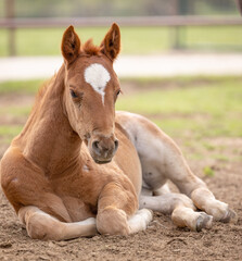 Fototapeta premium Baby horse foal quarter horse aqha sorrel bay chestnut pasture