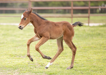 Baby horse foal quarter horse aqha sorrel bay chestnut pasture