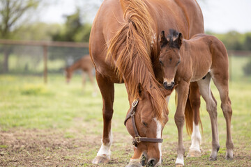 Fototapeta premium Baby horse foal quarter horse aqha sorrel bay chestnut pasture