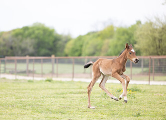 Fototapeta premium Baby horse foal quarter horse aqha sorrel bay chestnut pasture