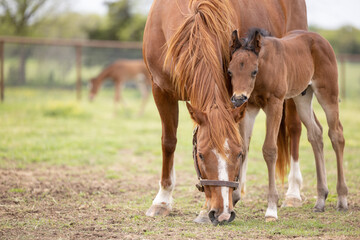 Baby horse foal quarter horse aqha sorrel bay chestnut pasture