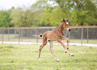 Fototapeta premium Baby horse foal quarter horse aqha sorrel bay chestnut pasture