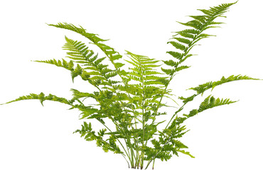 Side view of Lady Fern