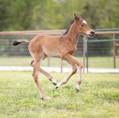 Fototapeta premium Baby horse foal quarter horse aqha sorrel bay chestnut pasture