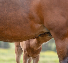 Baby horse foal quarter horse aqha sorrel bay chestnut pasture