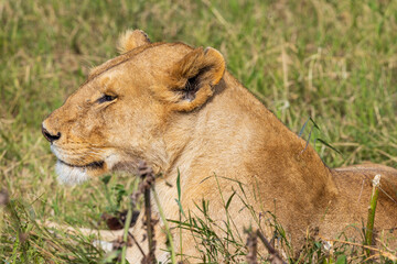 Tanzania - Serengeti National Park - Female lion (Panthera leo)