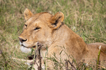 Tanzania - Serengeti National Park - Female lion (Panthera leo)